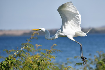 Egret flying by the river
