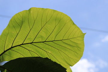 Transparency green leaves on tree and blue sky