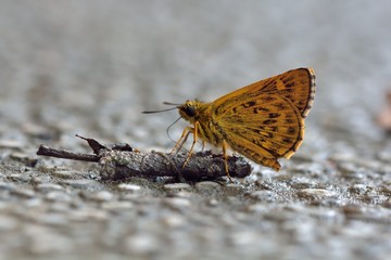 Butterfly from the Taiwan (Ampittia virgata myakei Matsumura)Yellow star butterfly 