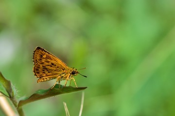 Butterfly from the Taiwan (Ampittia virgata myakei Matsumura)Yellow star butterfly 