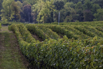 Fototapeta na wymiar Virginia wine country vinyards