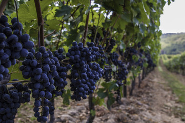 Virginia wine country vinyards