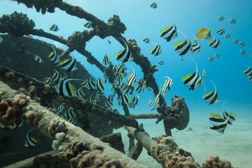 School of colorful butterflyfish underwater near a wreck