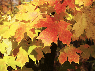 Colorful Maples