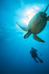 Underwater Sea Turtle, Sunburst and Scuba Diver
