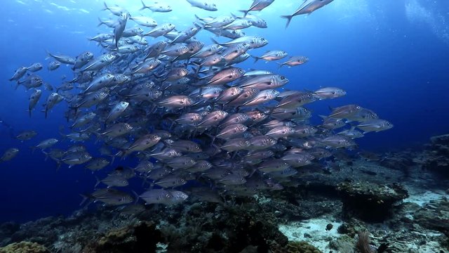 Big school of silver fish in blue water