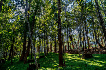 Obraz premium Green Trees