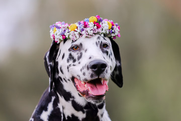 Dalmatian dog with a wreath of flowers