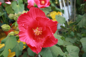 Flor Roja