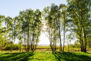 landscape with a row of trees on Ruegen