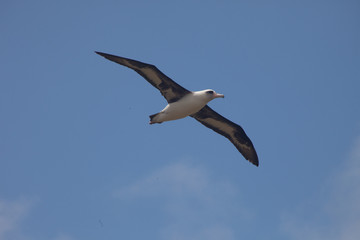 Laysan Albatross in Flight