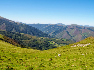 Fototapeta na wymiar Beautiful green pasture high up in the Pyrenees on the French Camino - St Jean Pied de Port, France