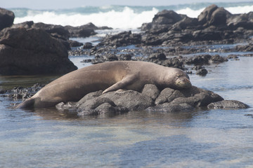 Naklejka premium Hawaiian Monk Seal