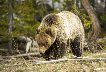 Grizzly Patrol