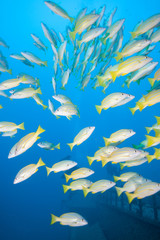 Fototapeta na wymiar Underwater Blue with a School of Yellow Fish