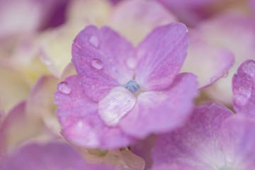 Obraz premium あじさいの花