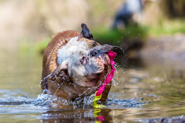 English bulldog plays with a toy in a lake