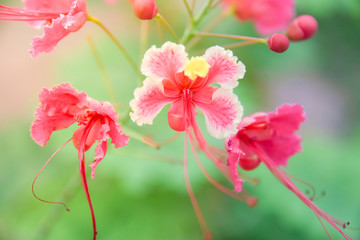 Red Bird of Paradise Pride of Barbados Caesalpinia pulcherrima this beautiful flower grows wild in Arizona