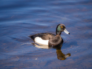 portrait of a duck