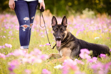 Young woman with German Shepherd dog in the gorgeous summer field