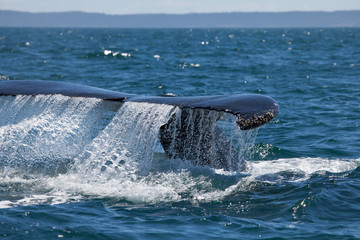 Close encounter with a diving humpback whale lifting its tail flukes out of the water