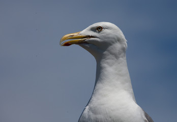 Detailed close up of a gull with blue sky behind