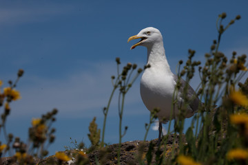 Detailed close up of a gull with blue sky behind