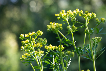 Weinraute mit gelben Blüten