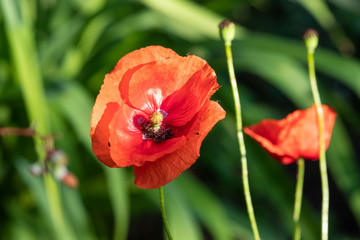 Obraz premium Roter Klatschmohn im Sommer