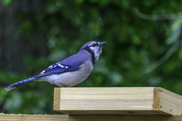 a blue jay sits on a bird feeder