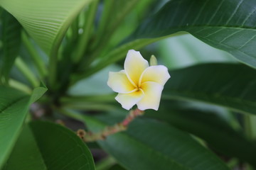 Single Yellow Frangipani