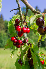 cherry red fruits on branch with blue sky