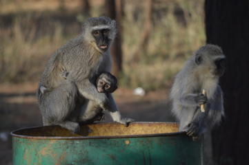 Monkeys in Gaborone eating from bin