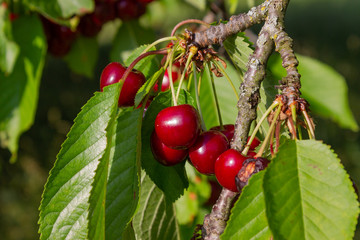 cherry red fruits on branch with blue sky