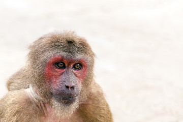 Portrait of Macaque monkey with nature bokeh background with place for text.