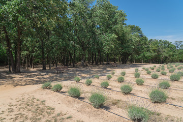 Obraz premium Lavender at local farm in Gainesville, Texas, USA. Rustic bench to enjoy aromatic and scene from row of blooming purple herbal under sunny cloud blue sky vast landscape