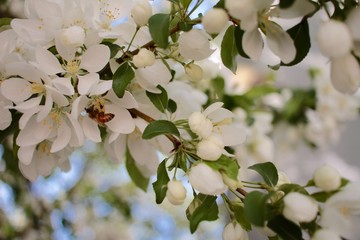 White pear tree blossom 1