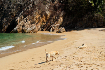 Two dogs enjoying the beach on a sunny day