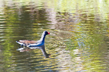 A duck swimming in a pond on a sunny day 