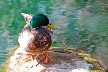 Duck sitting on a rock in a pond