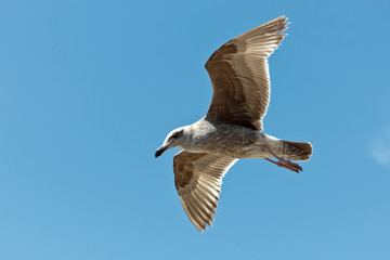 Seagull in-flight