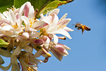 Bee flying around a pretty flower