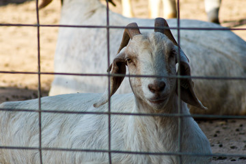A goat in a pen