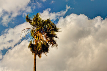 Palm tree in the wind against a beautiful sky with clouds