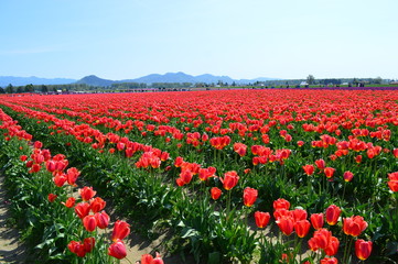 Red Tulips in the Skagit Valley