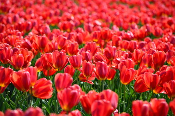 Red Tulips in Skagit Valley Bulb Farm