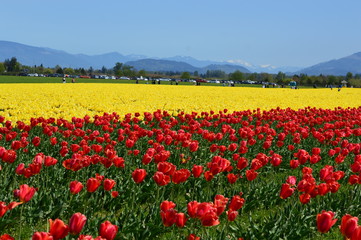 Fototapeta na wymiar The Skagit Valley Tulip Festival bursts with spring colors