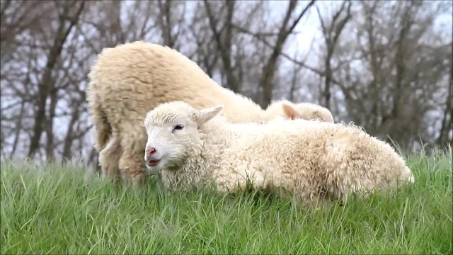 two white lambs lying on meadow
