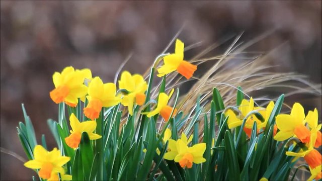 yellow daffodils in spring

