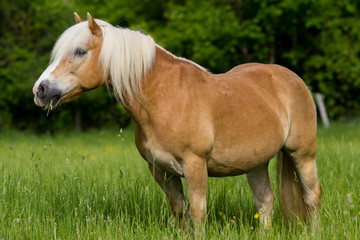 Haflinger Horse